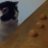 katzenfan#16703