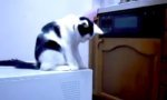 Katzen-Troll