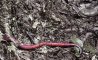 Fun Pic - Earthworms - 2