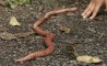 Fun Pic - Earthworms - 7