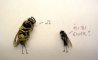 Fun Pic - Neues aus der Tierwelt: Fliegen privat - 10