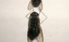 Fun Pic - Neues aus der Tierwelt: Fliegen privat - 13