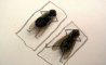 Fun Pic - News From The Animal World: Flies Private - 1