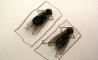 Fun Pic - Neues aus der Tierwelt: Fliegen privat - 1