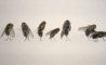 Fun Pic - Neues aus der Tierwelt: Fliegen privat - 4