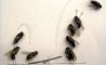 Fun Pic - Neues aus der Tierwelt: Fliegen privat - 6