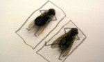 Pic : News From The Animal World: Flies Private