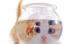 Fun Pic : Noch mehr Katzen und Fische