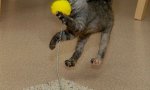 Pic : Cat vs Punchball