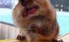 Fun Pic - Streifenhörnchen beim Hamstern - 5