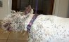 Fun Pic - Hund vs Stachelschwein - 2