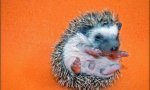 Fun Pic : Hedgehogs and porcupines