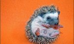 Fun Pic : Igel und Stacheschweine