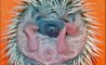Fun Pic - Igel und Stacheschweine - 5