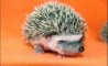 Fun Pic - Igel und Stacheschweine - 7