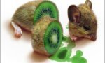 Fun Pic : Kiwi Maus