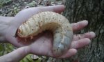 Fun Pic - Small worm