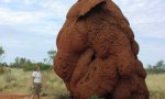 Fun Pic - Sensation - Mamuts in Afrika gesichtet!
