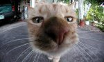 Fun Pic : Noch ne Mietzekatze