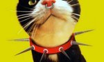 Fun Pic : Pierced cat