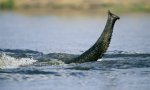 Fun Pic : Nessy