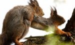 Fun Pic : Squirrel Moneyshot