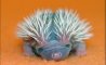 Fun Pic - Igel und Stacheschweine - 2