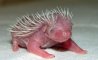 Fun Pic - Igel und Stacheschweine - 4
