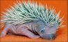 Fun Pic - Igel und Stacheschweine - 6
