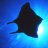 Boris-der-Mantarochen#12853