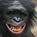 Bonobo