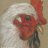 Chickenpicken#1927