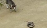 Funny Video : Schlange 1, Katze 0 oder doch umgekehrt?