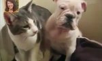 Funny Video : Katze boxt Hund