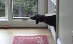 Movie : Cat Flap Misuse