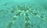 Funny Video : Starfish On Its Back