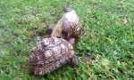 Movie : Turtle On Its Back