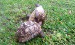 Lustiges Video : Schildkröte auf dem Rücken