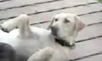 Funny Video : Piggish Cat Dog Massage