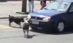Funny Video : Animalischer Rowdy