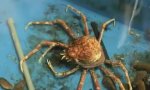 Alien Catched out: Japanese Spider Crab