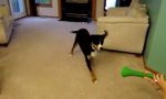 Lustiges Video : Der Hund und die Vuvuzela