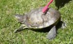 Funny Video : Schildkröte geht ab