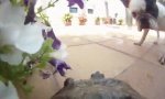 Lustiges Video : Schildkröten-Überwachungskamera