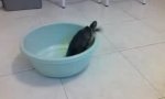 Schildkröte auf der Flucht