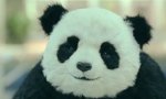 Movie : Der Panda-Käse ist zurück