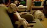Hund entspannt beim Fernsehen