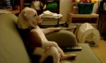 Movie : Hund entspannt beim Fernsehen