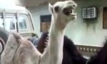 Funny Video : Kitzliges Kamel