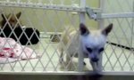 Lustiges Video : Cleverer Chihuahua bei der Flucht